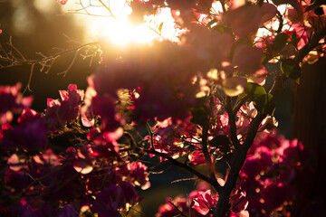 Sunset light filtering through pink bougainvillea