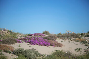 Purple verbena blooms on sandy desert dunes, clear sky