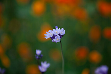 Lavender wildflower cluster, colorful bokeh background