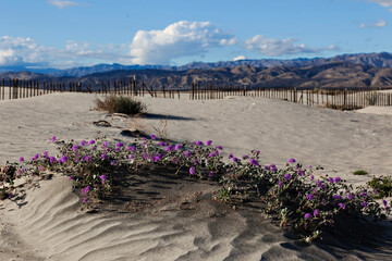 Sand dunes with purple flowers, wooden fence, mountain backdrop