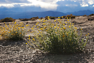 Yellow wildflowers growing in arid desert landscape