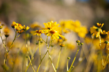 Golden wildflowers basking in soft sunlight