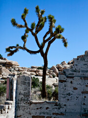 Joshua tree framed by ancient ruins in rocky desert