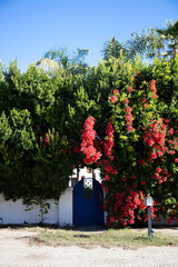 Vibrant red bougainvillea over a blue gate in lush setting