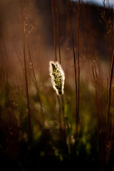 Fuzzy plant illuminated by golden sunset light.