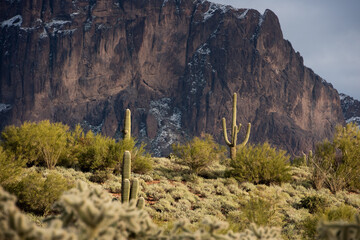 Saguaro Cactus in the Superstition Mountains