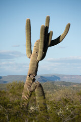 Saguaro Cactus in Phoenix, Arizona
