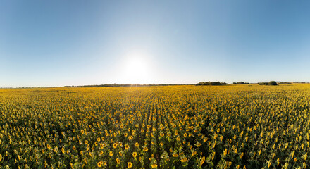 A brilliant field of sunflowers in the Argentinian countryside.