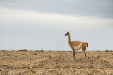 Guanacos dot the mountainous countryside of Argentina.