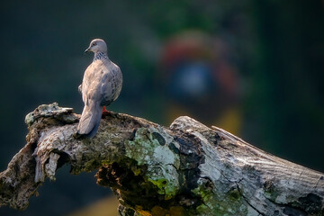 Indonesia small bird perching on tree
