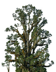 Fototapeta premium treesPNG