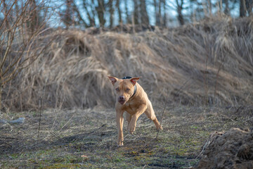 A purebred American pit bull terrier plays outdoors.