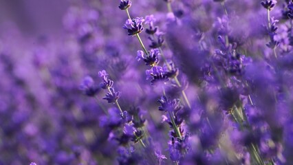 Blooming lavender field. Beautiful purple flowers. Regional organic cultivation.