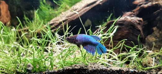 Female blue beta fish in aquarium 2