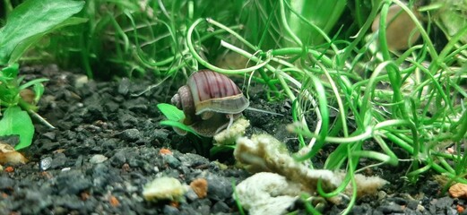 Snail crawling along tank floor