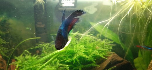 Female blue beta fish in aquarium 1