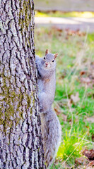 Squirrel climbing up a tree