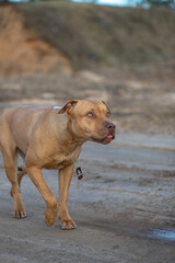 A purebred American pit bull terrier plays outdoors.