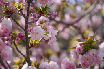 八重桜の美しさ