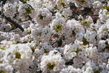 八重桜の麗しさ