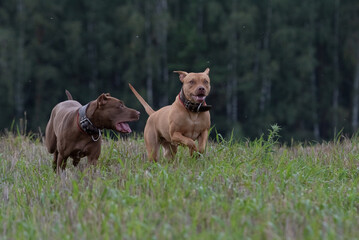 A purebred American pit bull terrier plays outdoors.