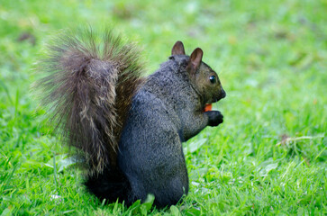 Black squirrel eating in the grass