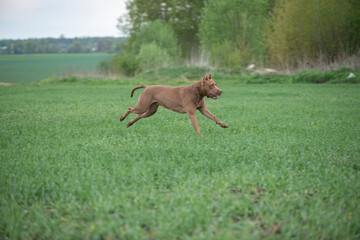 A purebred American pit bull terrier plays outdoors.