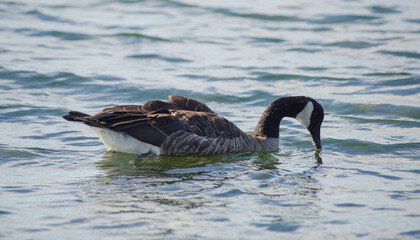 Canada goose swimming 1