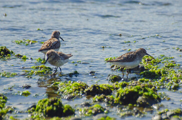 Sandpipers on the shore 2