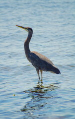 Grey heron looking up