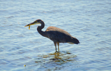 Heron fishing for food
