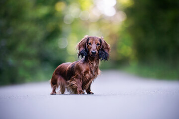 agresive dachshund long hair dog portrait 