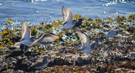 Sandpipers flying away on the beach