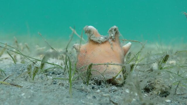 Macro Shot of Conch in Seagrass Bed