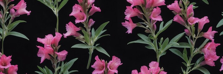 penstemon flowers and leaves on plain black background from Generative AI