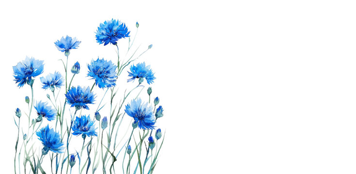 Watercolor blue cornflowers on isolated background. Wild flowers on transparent background for banner and other designs. Watercolor botanical illustration.