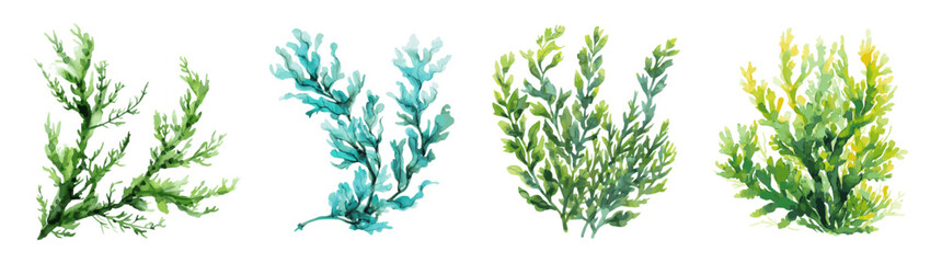 Set of watercolor green algae png. Aquatic green plants on an isolated background. Watercolor marine botany. Vector illustration