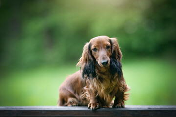  Dachshund long hair dog breed portrait in nature