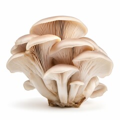 Fototapeta premium oyster mushroom on white background