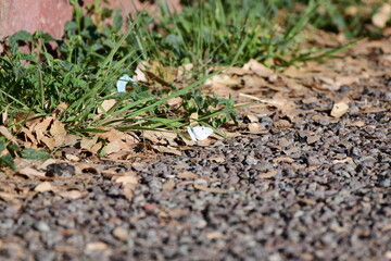 butterfly on the grass