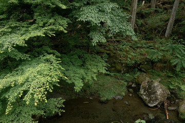 Obraz premium 夏の新緑