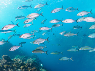 キビナゴの大群を襲う迫力あるカンパチとツムブリ（アジ科）の群れ。

日本国静岡県伊豆半島賀茂郡南伊豆町中木から渡し船で渡るヒリゾ浜にて。
2022年夏水中撮影。

Greater Amberjack (Seriola dumerili) and Rainbow Runner (Elagatis bipinnulata) (horse mackerel family) attacking a lar