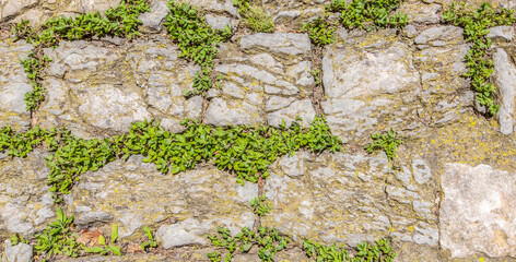 Ancient wall made of natural rocks with plants between blocks