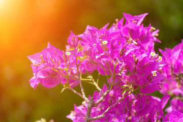Bougainvillea glabram flower, paperflower. Beautiful magenta bougainvillea tree on sunny spring day