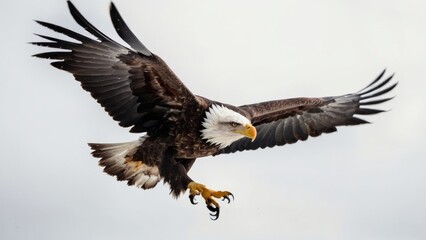 Fototapeta premium Eagle fly in snow Mountain Sit on Branch