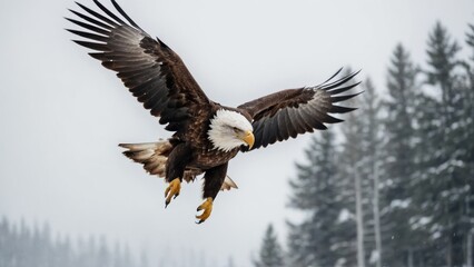Obraz premium Eagle fly in snow Mountain Sit on Branch