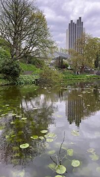 Park with pond footage. Green leaves on the surface of water. Trees and building reflections on the water mirror. Planten un Blomen park in Hamburg, Germany. Canadian geese in the water.