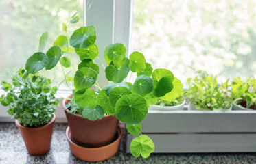 Flower pot with indoor houseplant on windowsill