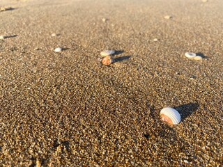 Shells on the sand
