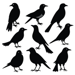 Set of Magpie animal black Silhouette Vector on a white background